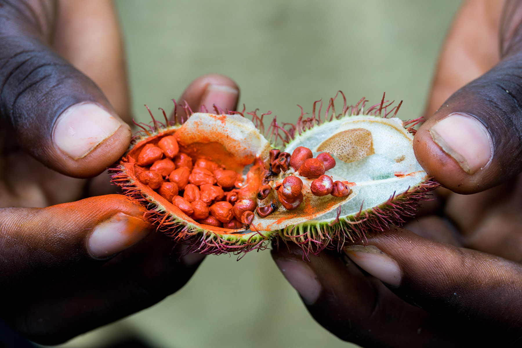 Open achiote seed pod from the urucum tree used as natural lipstick on the spice tour in Zanzibar, Tanzania