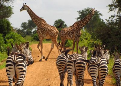 9 Days Tanzania Classic Safari